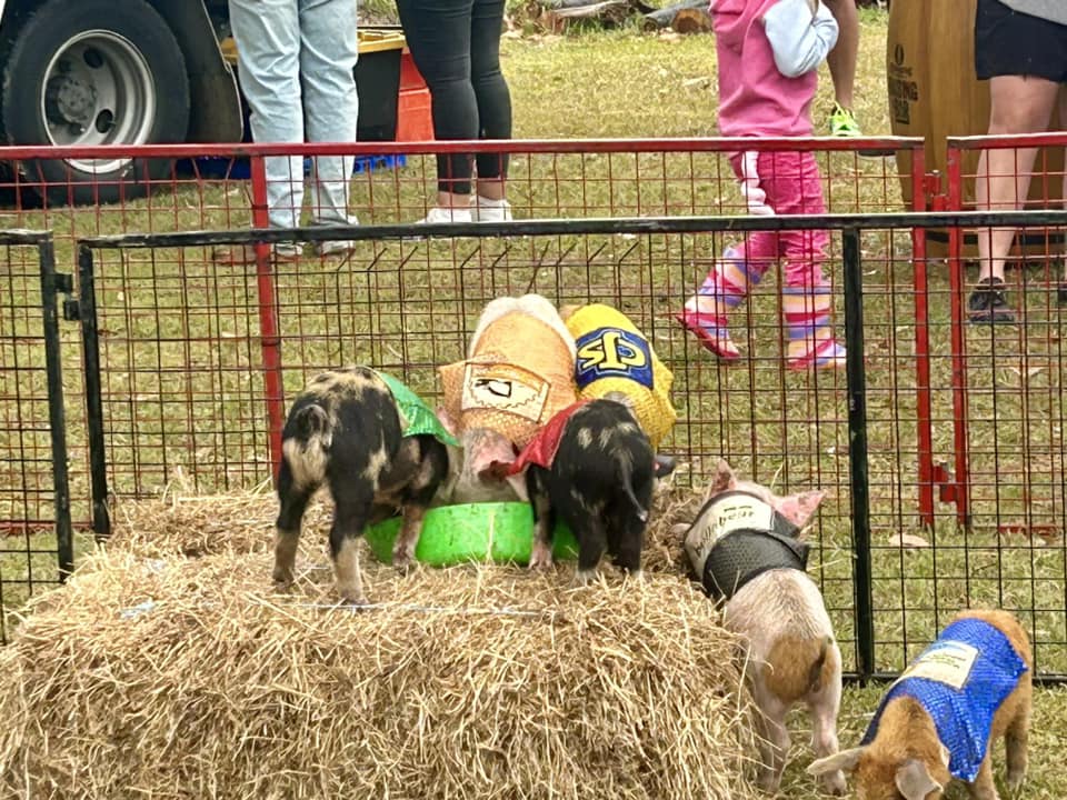 Murphys Creek Pig Races, Sat 27th Sep 2025 12:00pm - 12:01pm