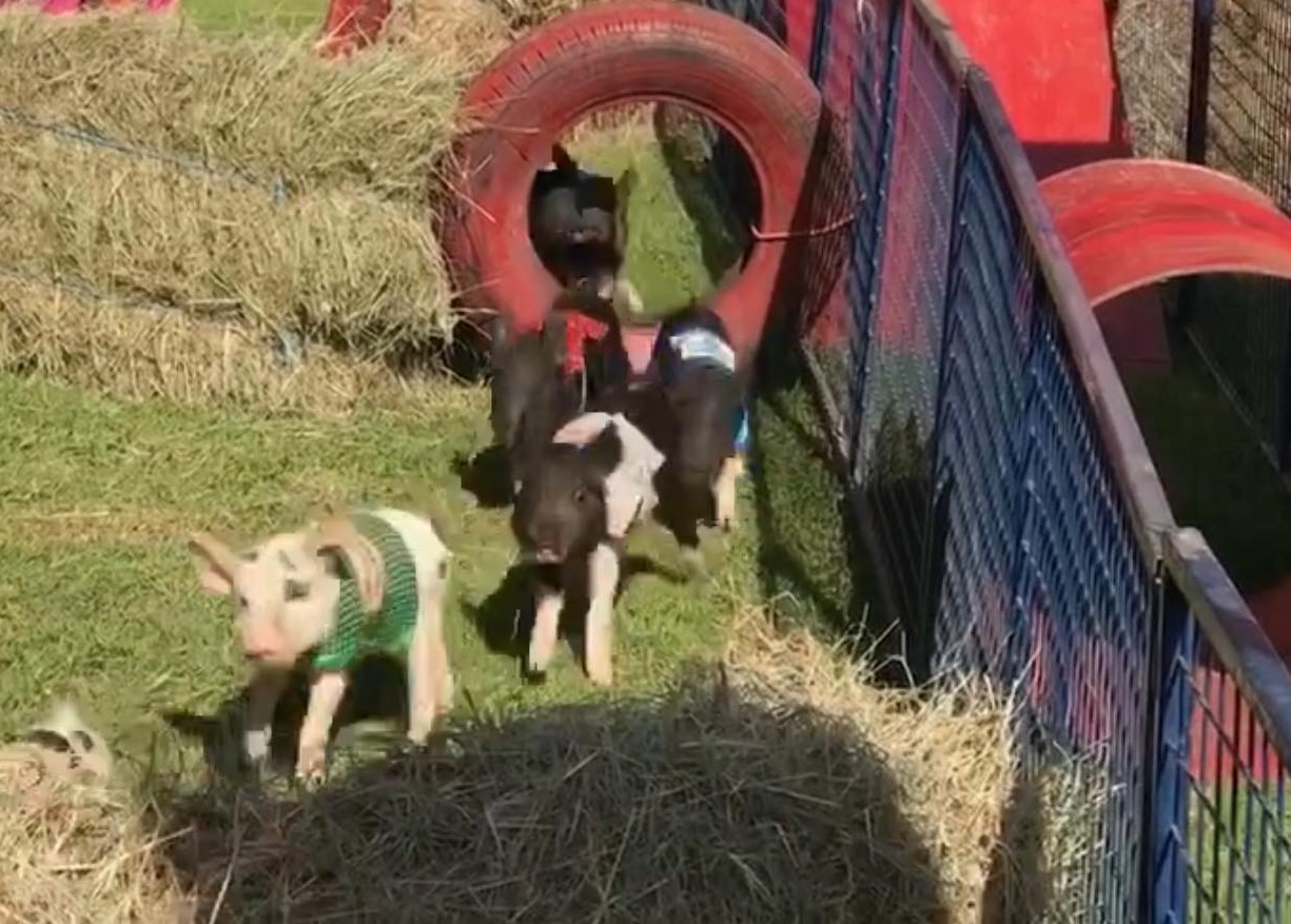 Murphys Creek Pig Races and Kids Carnival, Sat 28th Sep 2024 1:00pm - 5 ...